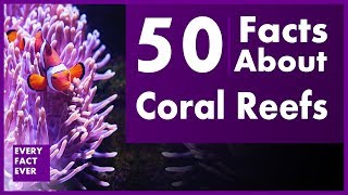 50 Facts About Coral Reefs | Every Fact Ever