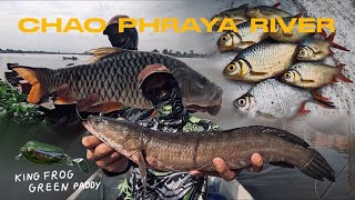 Fishing - |ฝ่านรกทะลุเจ้าพระยา| ชำระแค้นแม่น้ำเจ้าพระยา ปะทะปลาช่อนใหญ่ กระสูบยักษ์