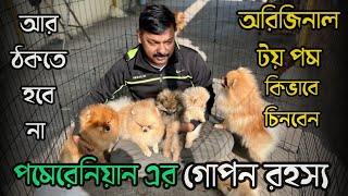 Toy Pomeranian Kennel in Belur Howrah😳🔥| White Toy Pom | Orginal Pomeranian | Exotic Toy Pom