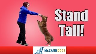 Teach Your Dog To Walk On Hind Legs
