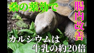 アルダブラゾウガメとケヅメリクガメに桑与えると野草の薬効で腸内改善、カルシウムは牛乳の20倍で栄養満点  Aldabra  tortoise \u0026 Spurred tortoise