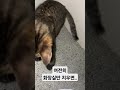 우리집 루이 일기 루이가 만든 대왕감자 이제 화장실 적응 다 한건가 고양이 cat 고양이일상