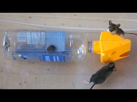 Catching 2 Mice in a Plastic Bottle Catching 2 Mice in a Plastic Bottle