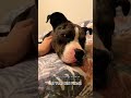 🐕 cute pitbull merla gets adopted from a youtube video 💕 adopted