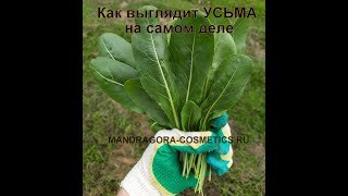 Усьма (вайда красильная). Как на самом деле выглядят листья усьмы!