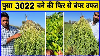 पुसा 3022 काबुली चना की फिर से बम्पर उपज | Dollar Chana Ki Kheti | Chane Ki Kheti | Chana Ki Kheti |