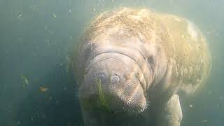 Manatee Feeding