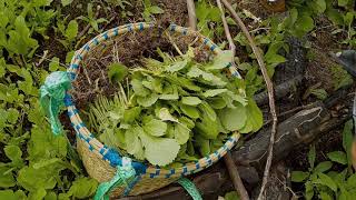 Ambil Sayur Ensabi Iban