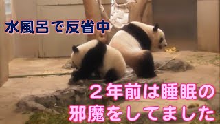 7/21シャンシャンもシンシンもリーリーもみんな平ら寝❤上野動物園【パンダ生活チャンネル】