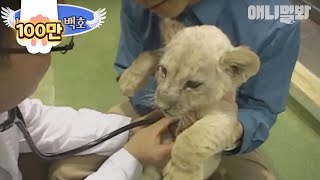 아기 백사자 제니스에게 생긴 일 ㅣ Baby White Lion Had To Go Through Unimaginable Things Like..