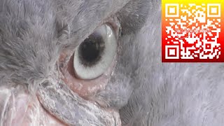 Prehistoric looking bird The Great Shoebill