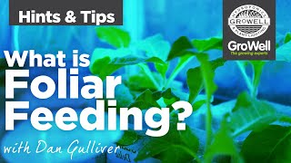 What is Foliar Feeding? | Hints \u0026 Tips | with Dan Gulliver