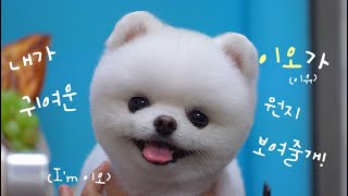 포메 이오의 곰돌이컷🧸 (pome grooming,포메, 포메미용, 곰돌이컷, 애견미용사)