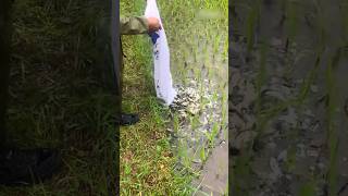 Kenapa Petani di China Membuang Ikan ke Sawah?