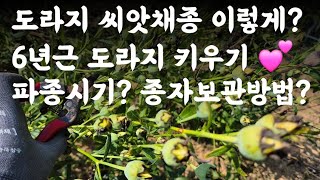 도라지 씨앗채종 이렇게? 6년근 도라지 키우기 💕 파종시기? 종자보관방법? 도라지씨앗판매 😃