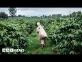 Sexual abuse on Kenyan tea farms uncovered - BBC News