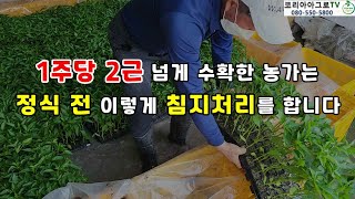 고추 정식 전 침지처리는 이렇게 해보세요.