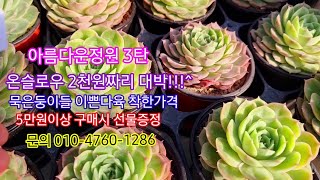 #아름다운정원3탄#국민이군생들 #저렴하게#찜하기 {5만원이상 선물도 준비했습니다} 2천원짜리 *온슬로우*마커스 군생들~~ *누비노바*일본조이*아미스타*썬세이션*핑크드레곤*핑크스팟