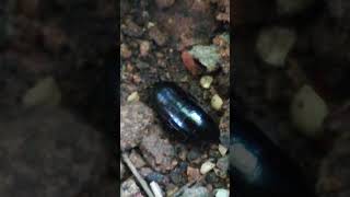 black cockroach