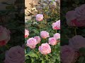 how to grow rose flower at home 😍. flowers rosegarden rose roseflowergarden nature