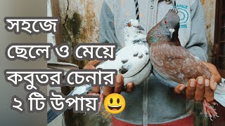 খুব সহজে ২ মিনিটে ছেলে ও মেয়ে কবুতর চেনার উপায়। #ছেলে_ও_মেয়ে_কবুতর_চিনুন।