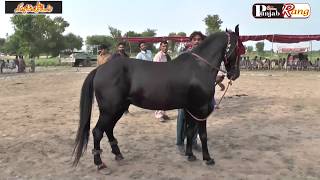 Best All Pakistan horse Dance / Syed Mosa Kamalia / 18,19 Aug 2019Meala Org Tanveer Shah -204