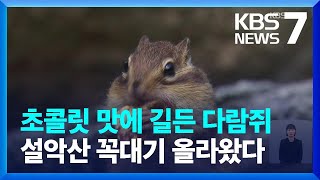 수풀 없는 설악산 대청봉에도 다람쥐가?…“먹이 주지 마세요” / KBS  2023.10.28.