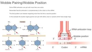 Wobble Pairing