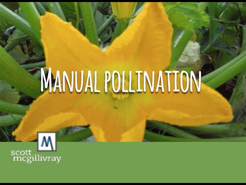 Manual Pollination Youtube