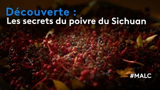 Découverte : les secrets du poivre de Sichuan