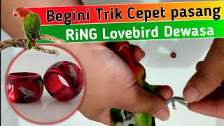 Cara memasang Ring Lovebird Dewasa