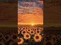 Sunflower field 4k video # shorts