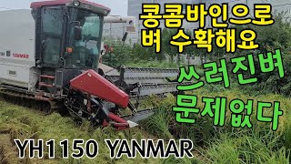 YH1150 YANMAR 햅쌀수확 콩콤바인으로 쓰러진벼작업 최고입니다