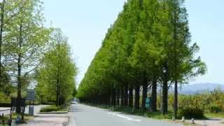 緑の道 メタセコイア並木道 (Green way Metasequoia avenue)ソロツーリング 2013.5.8 love riku