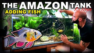 ADDING BOLIVIAN RAM CICHLIDS TO AMAZON RIO NEGRO AQUARIUM | MD FISH TANKS
