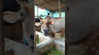 cow sound #shorts #shortvideo #viralvideo #trending #sound #voice #cow #funny