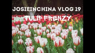 JosieInChina Vlog 19: Tulip Craziness at Taiziwan Park