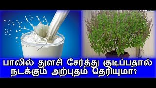 பாலில் துளசி சேர்த்து குடிப்பதால் நடக்கும் அற்புதம் தெரியுமா