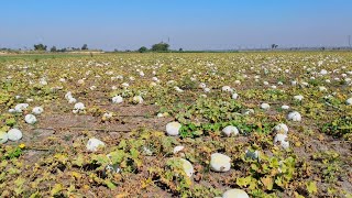 pumpkin farming in india | pumpkin farming karnataka | pumpkin agriculture.pumpkin crop | kumbalakai