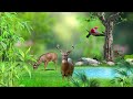 4k nature forest background hd video landscape nature background video effects