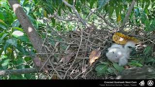 北植鳳頭巢 Botanical Garden Crested Goshawk - 疑似腳上有傷？ 20200529