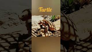 Turtle are the slowest animal 🤩 #viral #trending #shorts #turtle