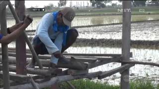 Jelang Lebaran Pedagang Dirikan Warung di Pantura - NET12