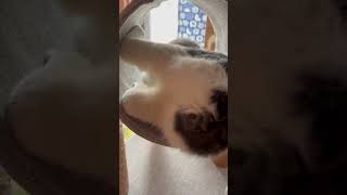 そうに撮ってること気づかれた　#ショート　#猫　#猫動画