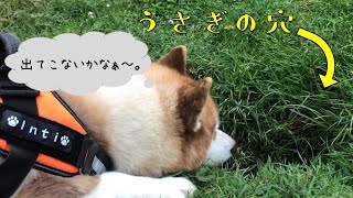 【46】兎追いしかの公園