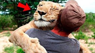 Wild Lioness Recognized The Man Who Saved Her Life Many Years Ago