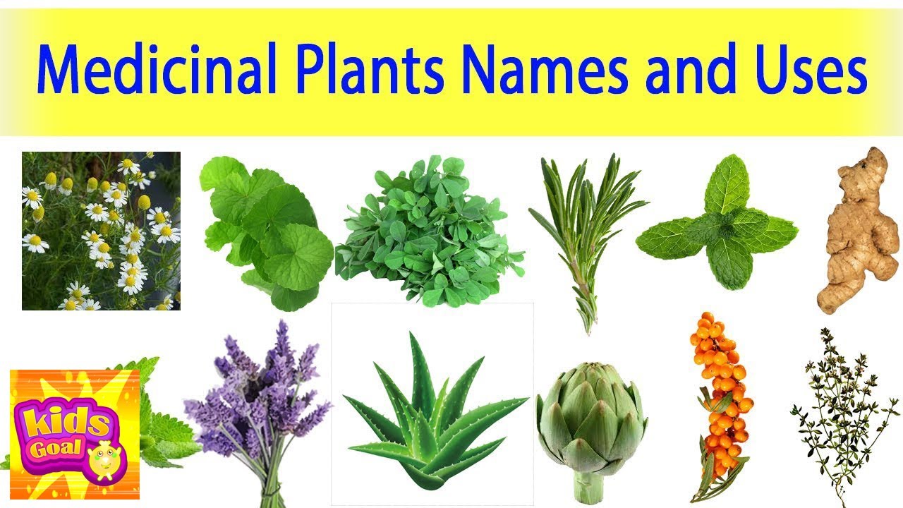 Medicinal Plants And Their Uses Ayurveda Plants Names Medicinal Plants ...