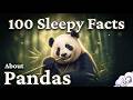 Pandas: The Sleepy Science of Bamboo Bears and Mountain Forests