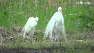 野鳥撮影・ コサギとダイサギ  Little egret \u0026 Great Egret