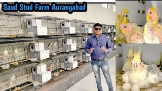 औरंगाबाद का मेरा सबसे खूबसूरत Birds सेटप और Horse फार्म || Saud Stud Farm || Aurangabad Series EP 02